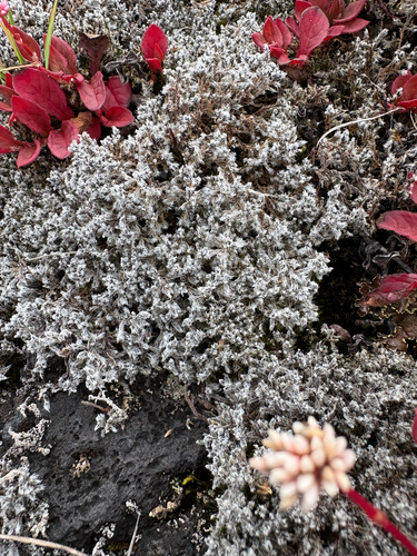 Racomitrium, 2026-07-29