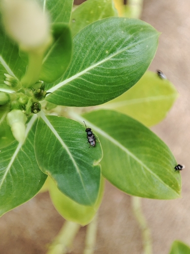 Discomyza maculipennis