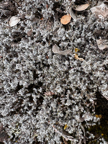 Racomitrium, 2026-07-29