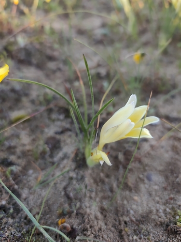 Babiana vanzijliae