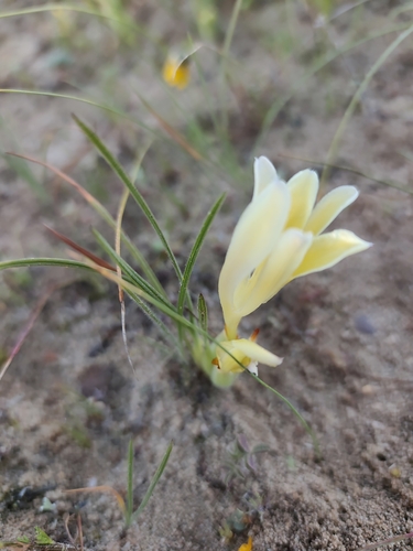 Babiana vanzijliae