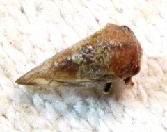 Ophiderma pubescens
