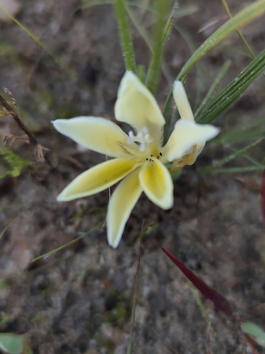 Babiana vanzijliae