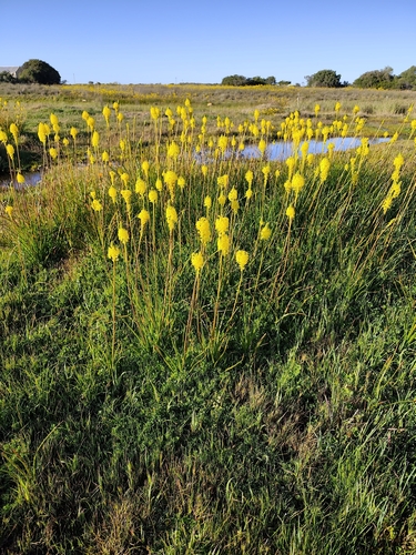 Bulbinella nutans, photograph 2