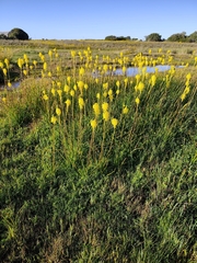 Bulbinella nutans, photograph (c) Jeanette Clarke, some rights reserved (CC BY-SA)