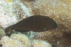 Halichoeres marginatus
