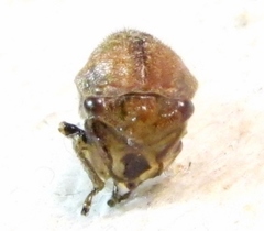 Ophiderma pubescens