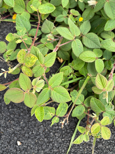 Desmodium intortum observed 2026-07-29