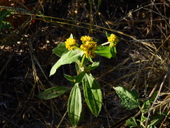 Flaveria bidentis