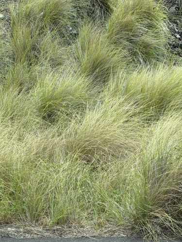 Cenchrus setaceus observed 2026-07-29