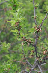 Prunus tenella