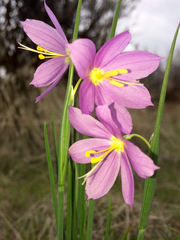 Olsynium douglasii douglasii