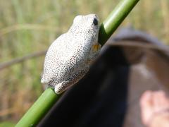 Hyperolius parallelus