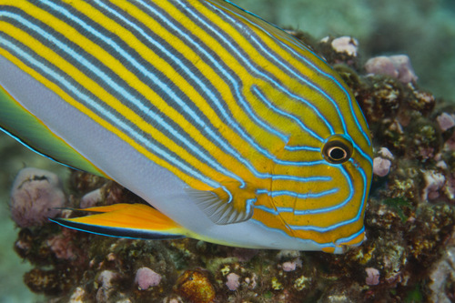 Striped Surgeonfish, photo 7 of 10