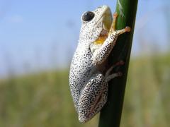 Hyperolius parallelus