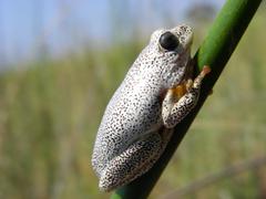 Hyperolius parallelus