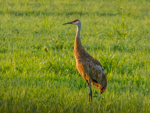 Grulla canadiense (Antigone canadensis)
