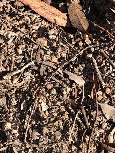 Black-headed Bull Ant