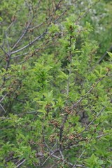 Prunus tenella