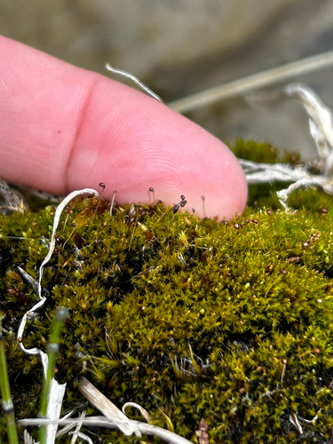 Catoscopium nigritum observed 2026-07-25
