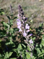 Salvia disermas, photograph (c) Jeanette Clarke, some rights reserved (CC BY-SA)