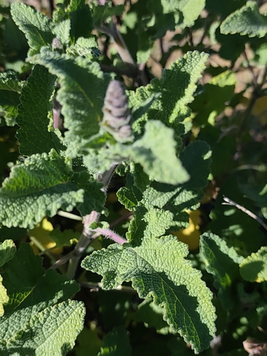 Salvia disermas, photograph 4