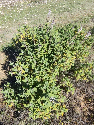 Salvia disermas, photograph 5