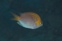 Chromis alpha