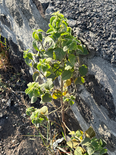 Mesosphaerum pectinatum observed 2026-07-29