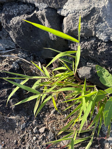 Melinis minutiflora, 2026-07-29