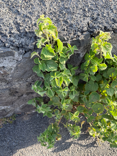 Mesosphaerum pectinatum observed 2026-07-29