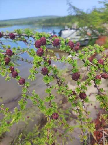 Larix gmelinii