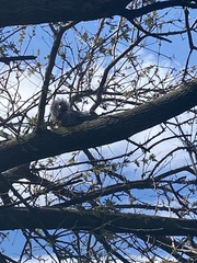 Sciurus carolinensis