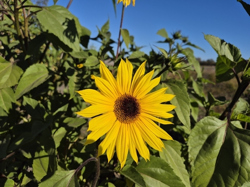 Common Sunflower