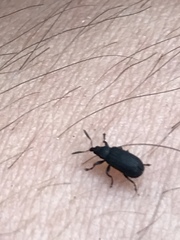 Magdalis barbicornis