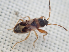 Scolopostethus