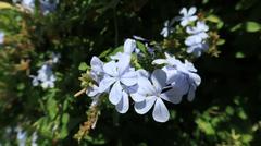 Plumbago auriculata
