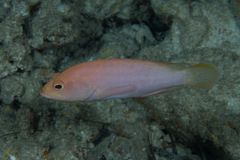 Cephalopholis spiloparaea