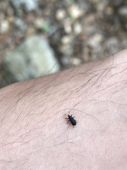 Magdalis barbicornis