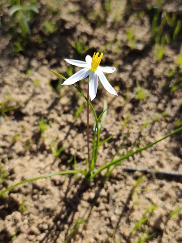 Pauridia serrata, photograph 4