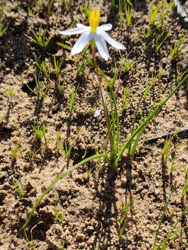 Pauridia serrata, photograph 5