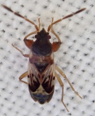 Scolopostethus