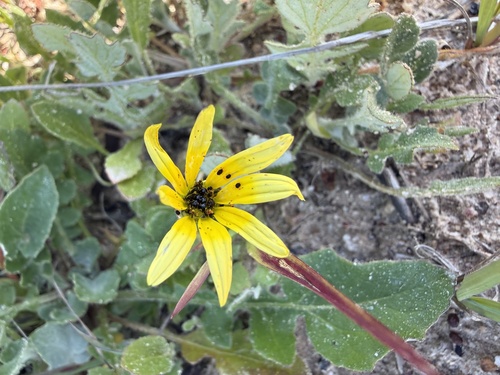 Capeweed