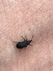 Magdalis barbicornis