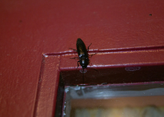 Melanactes densus