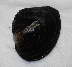 Lasmigona complanata