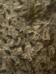 Alyxoria varia
