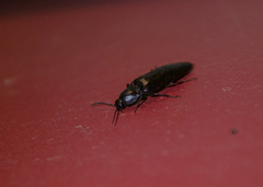 Melanactes densus