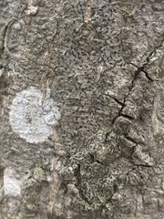 Alyxoria varia