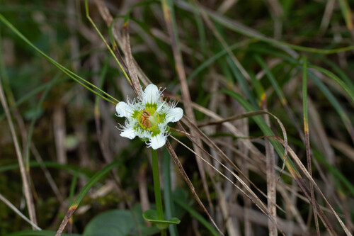 Parnassia wightiana, 2026-07-24